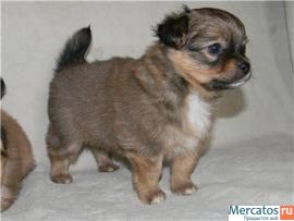 Очень красивые щенки! 3